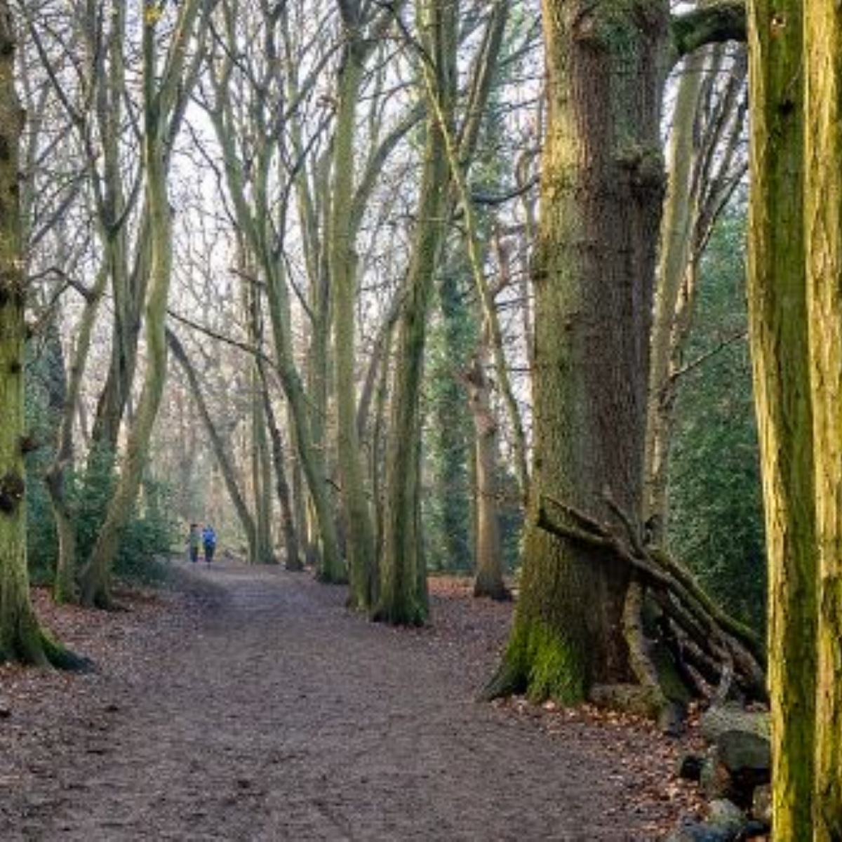 tetherdown-school-year-6-highgate-woods-trip